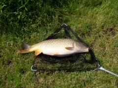 Kliknutím fotografii zvětšíte kapr 78cm, 9,5 kg