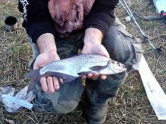 Cejn Siný - 38 cm, Dyje 4D, 17.3.2016 Nahled