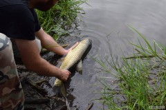 Kliknutím fotografii zvětšíte Amur 70 cm