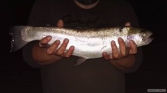 Duháček 54cm