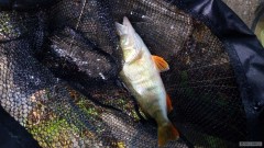 Pruhovany bandita