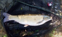 Kliknutím fotografii zvětšíte Amur 90cm 11 kg