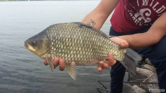 Kliknutím fotografii zvětšíte pěknej karas
