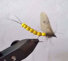 Kliknutím fotografii zvětšíte myfly