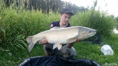 Amur b�l� 91cm 11kg
