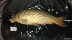 Kapr 94 cm