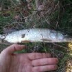 Kliknutím fotografii zvětšíte štika 35cm