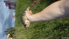Ostrie� 30cm