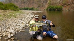 Blue Mahseer