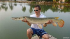 Aligator Gar