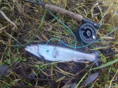 Prvn� salmonid na mouchu