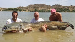 Kliknutím fotografii zvětšíte Sumec -Ebro