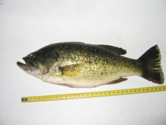 Kliknutím fotografii zvětšíte Okounek pstruhový (bass) z Čech