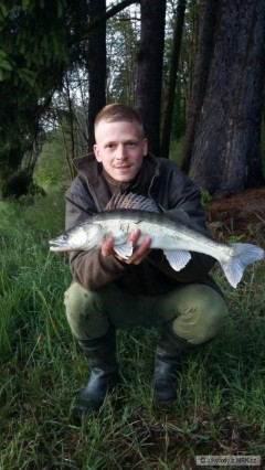 Zander mulo
