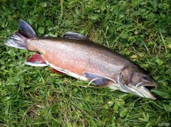 Kliknutím fotografii zvětšíte Siven Big Boss, 57cm, 2,7kg