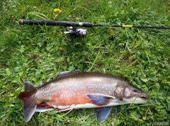 Kliknutím fotografii zvětšíte Siven Big Boss, 57cm, 2,7kg