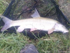 Kliknutím fotografii zvětšíte a opět u berounky..parma na feeder 66 cm