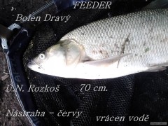 Kliknutím fotografii zvětšíte Bolen Dravý