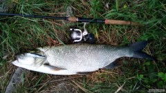 Bolen 73 cm
