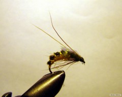 Kliknutím fotografii zvětšíte pupa chorstíka