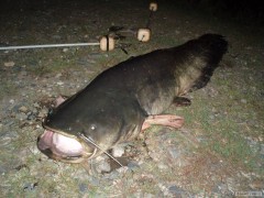 Kliknutím fotografii zvětšíte Sumec 210cm