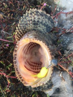 Kliknutím fotografii zvětšíte Scorpion fish Aruba 2018