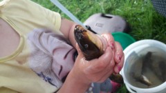 Kliknutím fotografii zvětšíte Nepřítel všech rybářů