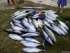 Kliknutím fotografii zvětšíte GRUPÁČ - SAILFISH, TUNA, JACK FISH