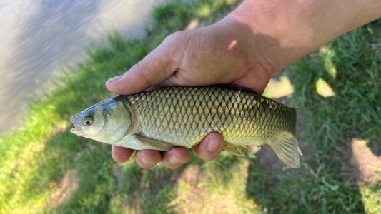 Amur bílý