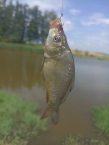 Karas stříbřitý