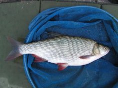 Jelec jesen (Leuciscus idus)
