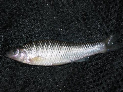 St�evli�ka v�chodn� (Pseudorasbora parva, Temminck et Schlegel, 1846)