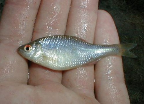 Ho�avka duhov� (Rhodeus amarus)