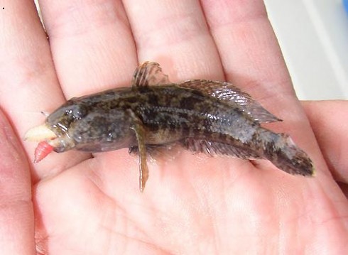 Hlava�ka mramorovan� (Proterorhinus marmoratus)