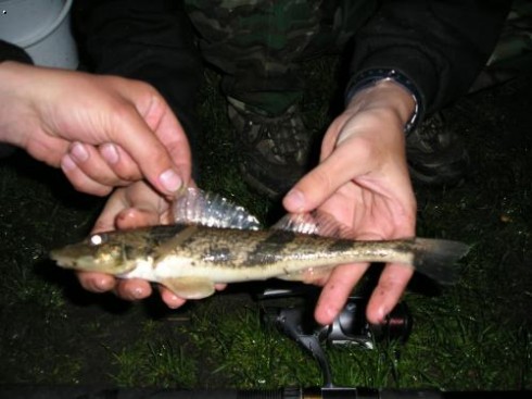Drsek v�t�� (Zingel zingel, Linnaeus)