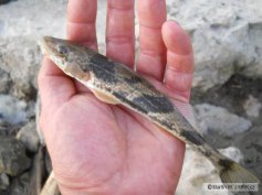 Drsek v�t�� (Zingel zingel, Linnaeus)