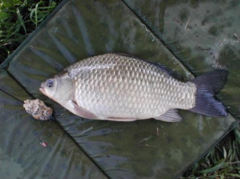 Karas st��b�it� (Carassius auratus)