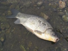 Karas st��b�it� (Carassius auratus)
