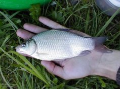 Karas st��b�it� (Carassius auratus)