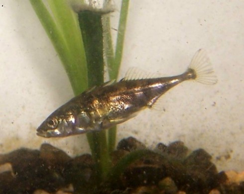 Kolju�ka t��ostn� (Gasterosteus aculeatus)
