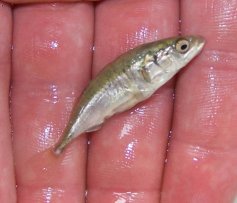 Kolju�ka t��ostn� (Gasterosteus aculeatus)