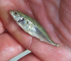 Kolju�ka t��ostn� (Gasterosteus aculeatus)