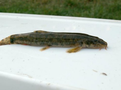 M�enka mramorovan� (Noemacheilus barbatulus)