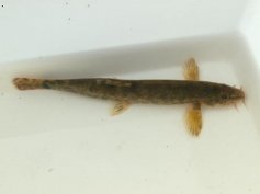 M�enka mramorovan� (Noemacheilus barbatulus)