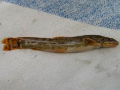 M�enka mramorovan� (Noemacheilus barbatulus)