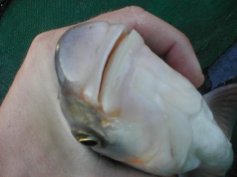 Ostroretka st�hovav� (Chondrostoma nasus)