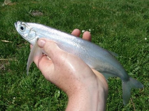 Ostrucha k�ivo�ar� (Pelecus cultratus)