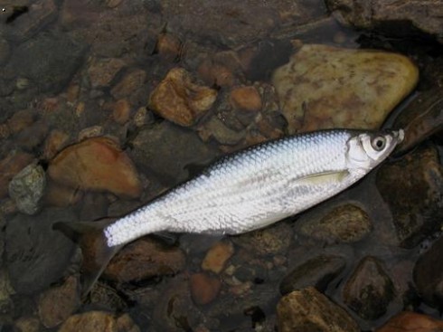 Ouklej obecn� (Alburnus alburnus)