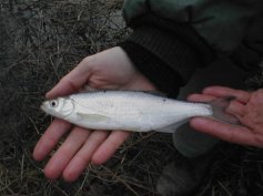 Ouklej obecn� (Alburnus alburnus)