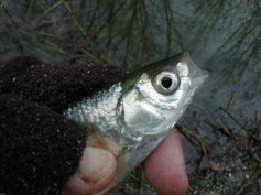Ouklej obecn� (Alburnus alburnus)